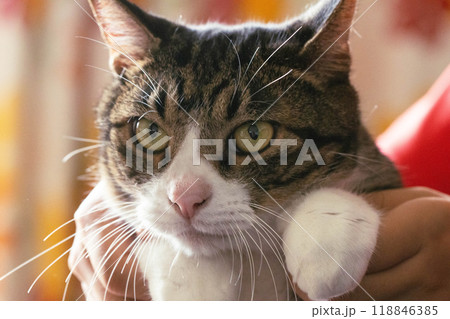 だっこする猫 だっこする猫 118846385