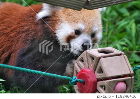 おもちゃで遊ぶレッサーパンダ① 118846416