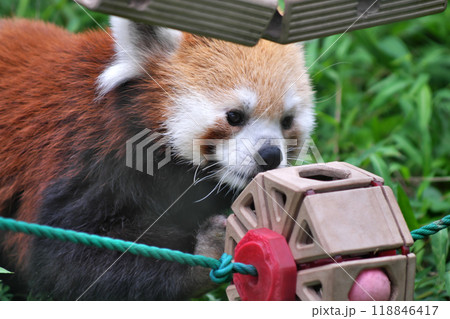 おもちゃで遊ぶレッサーパンダ② 118846417