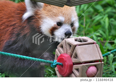 おもちゃで遊ぶレッサーパンダ③ 118846418