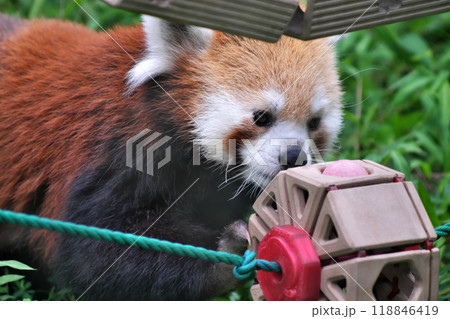 おもちゃで遊ぶレッサーパンダ④ 118846419