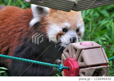 おもちゃで遊ぶレッサーパンダ⑤ おもちゃで遊ぶレッサーパンダ⑤ 118846420