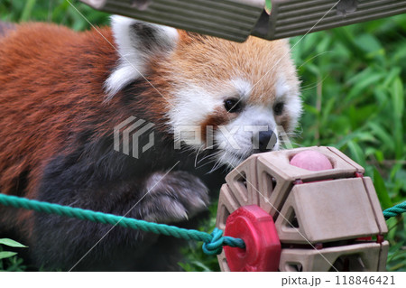 おもちゃで遊ぶレッサーパンダ⑥ 118846421