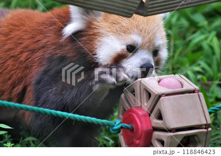 おもちゃで遊ぶレッサーパンダ⑦ 118846423
