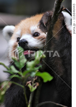 木登りするレッサーパンダ④ 118846443