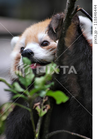 木登りするレッサーパンダ⑤ 木登りするレッサーパンダ⑤ 118846444