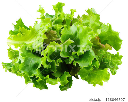 Fresh green lettuce salad leaves isolated on white background 118846807