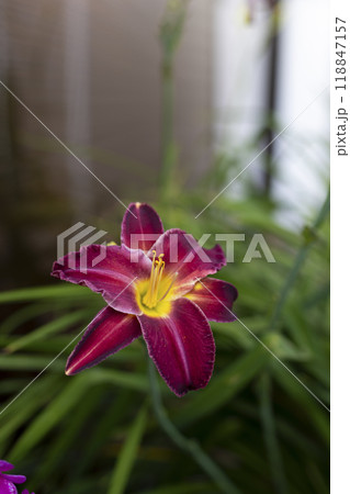 Beautiful burgundy (dark red) daylily in the garden against the background of green leaves. Garden plants, the beauty of nature. Selective focus, close-up. Beautiful burgundy (dark red) daylily in the garden against the background of green leaves. Garden plants, the beauty of nature. Selective focus, close-up. 118847157