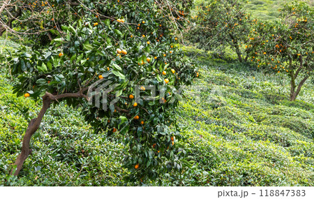 Tangerines tree with orange fruits Tangerines tree with orange fruits 118847383