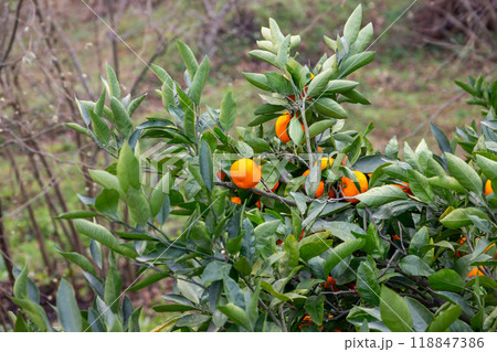 Tangerines grow on a tree, natural photo Tangerines grow on a tree, natural photo 118847386