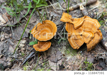 Coltricia perennis or Tiger's Eye grow in an autumn forest Coltricia perennis or Tiger's Eye grow in an autumn forest 118847391
