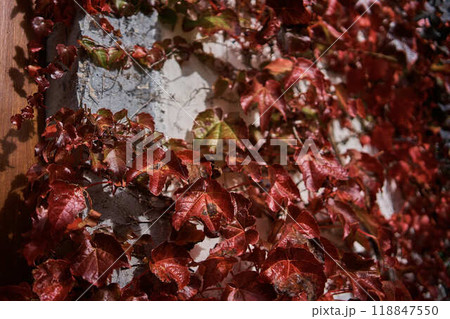 landscapes of an autumnal European village, Belgium, leaves colored by fall landscapes of an autumnal European village, Belgium, leaves colored by fall 118847550