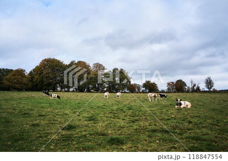 landscapes of an autumnal European village, Belgium, leaves colored by fall landscapes of an autumnal European village, Belgium, leaves colored by fall 118847554