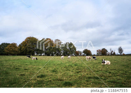 landscapes of an autumnal European village, Belgium, leaves colored by fall 118847555