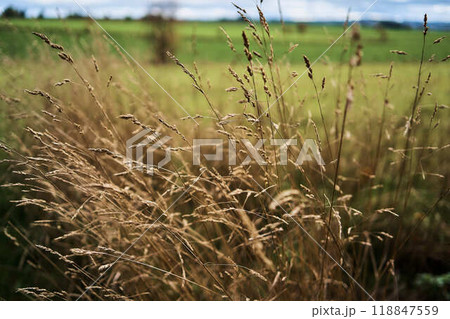 landscapes of an autumnal European village, Belgium, leaves colored by fall landscapes of an autumnal European village, Belgium, leaves colored by fall 118847559