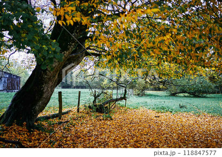 landscapes of an autumnal European village, Belgium, leaves colored by fall landscapes of an autumnal European village, Belgium, leaves colored by fall 118847577