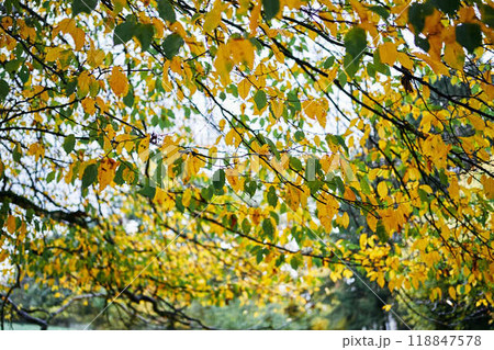 landscapes of an autumnal European village, Belgium, leaves colored by fall landscapes of an autumnal European village, Belgium, leaves colored by fall 118847578