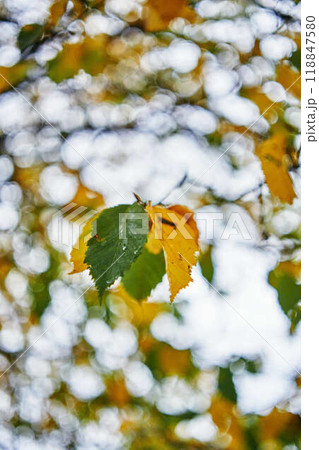 landscapes of an autumnal European village, Belgium, leaves colored by fall landscapes of an autumnal European village, Belgium, leaves colored by fall 118847580