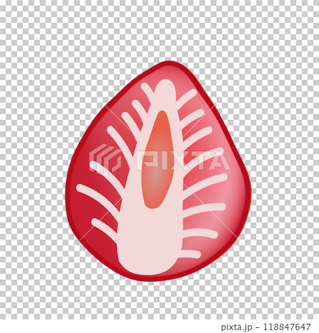 半分に切ったイチゴのイラスト 118847647