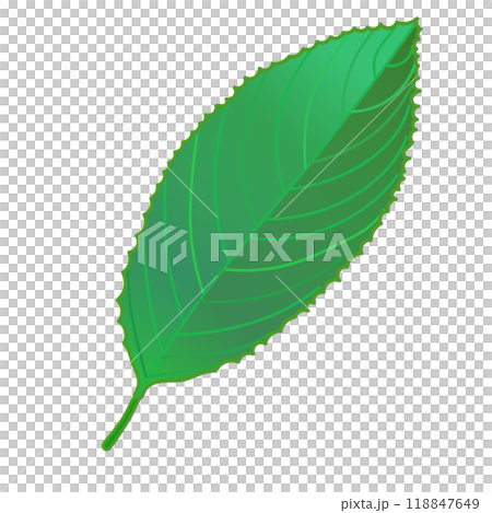 綠色櫻花葉的插圖 118847649