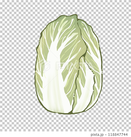 中國的白菜 118847744