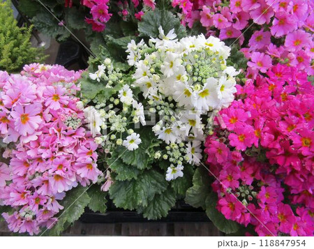 カラフルなプリムラの花のアップ カラフルなプリムラの花のアップ 118847954