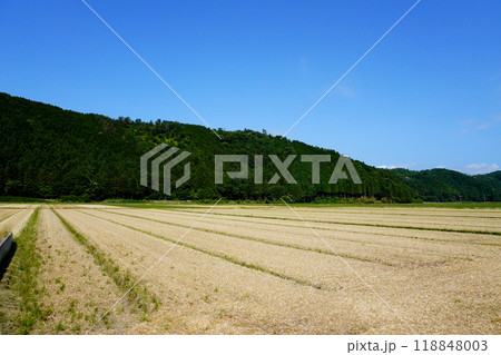 田舎の田んぼの風景、夏 118848003