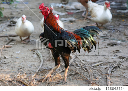 The fighting cock in garden nature farm The fighting cock in garden nature farm 118848324