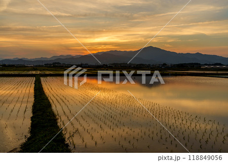 水田に反射する夕暮れ時の空（神奈川県平塚市） 118849056