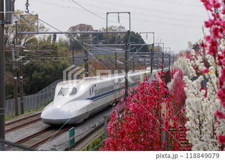 「女坂花桃の道」花桃と新幹線(神奈川県藤沢市) 「女坂花桃の道」花桃と新幹線(神奈川県藤沢市) 118849079