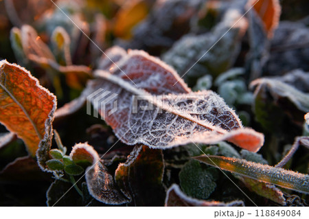 霜がおりた朝の落葉 118849084