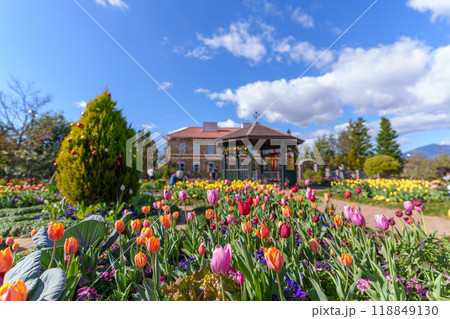 チューリップが咲く冬のイングリッシュガーデン（花菜ガーデン/神奈川県平塚市） 118849130