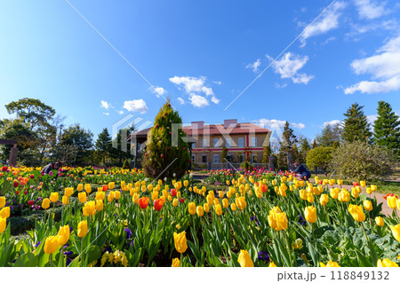 チューリップが咲く冬のイングリッシュガーデン（花菜ガーデン/神奈川県平塚市） 118849132