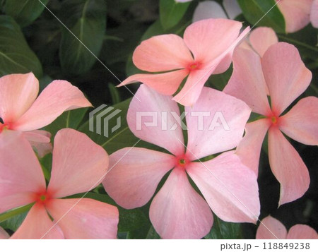 ピンクのニチニチソウの花のアップ ピンクのニチニチソウの花のアップ 118849238