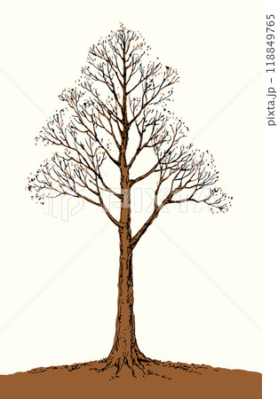 Vector drawing. Big bare tree 118849765