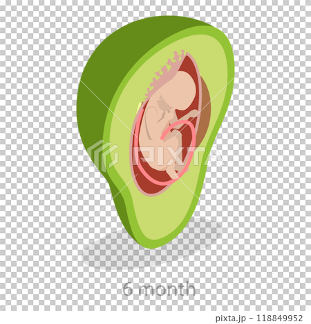 3D Isometric Flat Illustration of Embryo Monthly Growth Stages. Item 9 3D Isometric Flat Illustration of Embryo Monthly Growth Stages. Item 9 118849952
