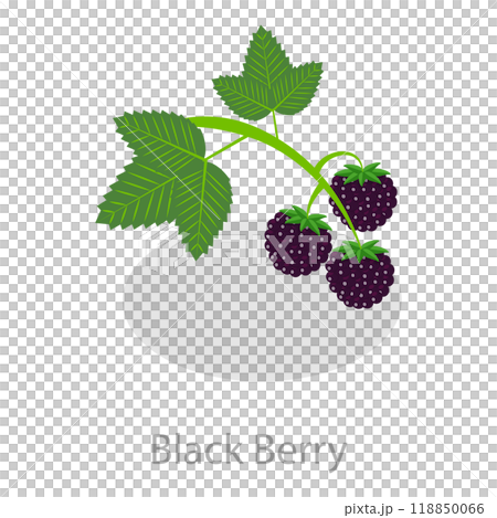 3D Isometric Flat  Set of Astringent Herbs. Item 2 118850066