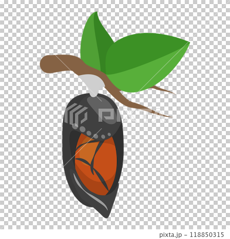 3D Isometric Flat  Illustration of Butterfly Metamorphosis. Item 3 118850315