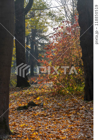 Panorama. Lonely beautiful autumn tree. Autumn Landscape. 118850519