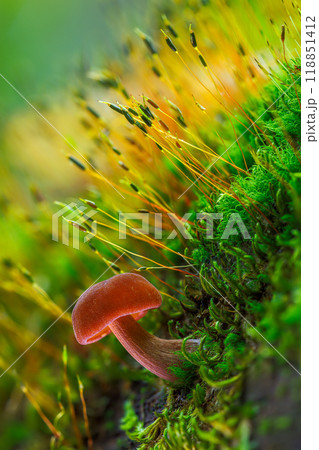 Experience a vibrant display of mushrooms and moss thriving in a beautifully lush forest Experience a vibrant display of mushrooms and moss thriving in a beautifully lush forest 118851412