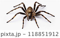 Closeup of a Spider on a white background, highlighting details and textures. Scary Insect Halloween Decor 118851912