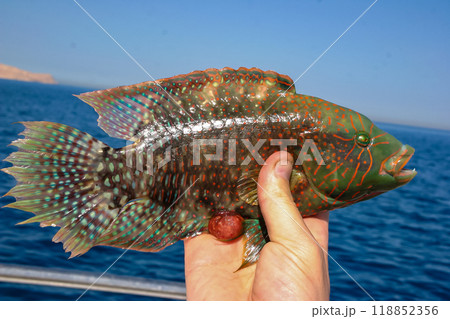 Cheek-lined Wrasse (Oxycheilinus digramma), caught fish in hand, Red Sea, Egypt 118852356