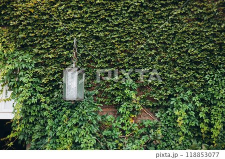 Natural ivy growth by green wall of leaves. Street lamp among the ivy. Victorian vintage street lantern at the day time, turned off. Natural ivy growth by green wall of leaves. Street lamp among the ivy. Victorian vintage street lantern at the day time, turned off. 118853077