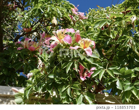 ヨッパライノキの花 ヨッパライノキの花 118853703