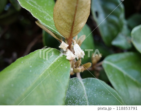 銀木犀のつぼみ 118853791