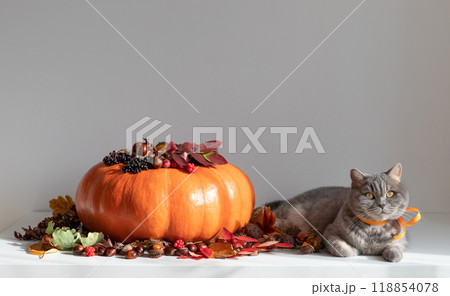 Scottish straight cat and a large pumpkin with autumn decorations on white background. Thanksgiving, autumn concept. Copy space. Scottish straight cat and a large pumpkin with autumn decorations on white background. Thanksgiving, autumn concept. Copy space. 118854078