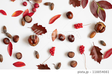 Autumn pattern with acorns, chestnuts, red berries and leaves on white background. Fall concept. View from above. Autumn pattern with acorns, chestnuts, red berries and leaves on white background. Fall concept. View from above. 118854081