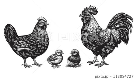 Hen chicken and rooster cock. Poultry farm birds family. Fresh farmland food chicken meat design elements. Country life animals. Black and white linocut style vector clipart collection 118854727
