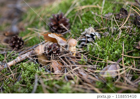 Close up of small mushroom growing in forest moss with pinecones autumn nature 118855410