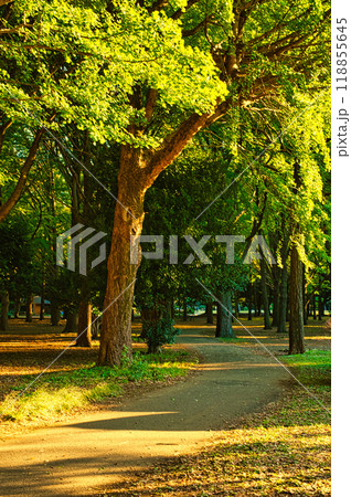 東京 代々木公園 初秋の朝日がさす紅葉の風景 東京 代々木公園 初秋の朝日がさす紅葉の風景 118855645